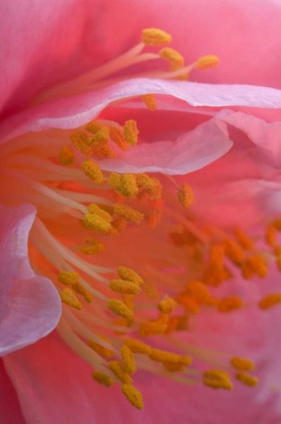 Camellia flower close-up